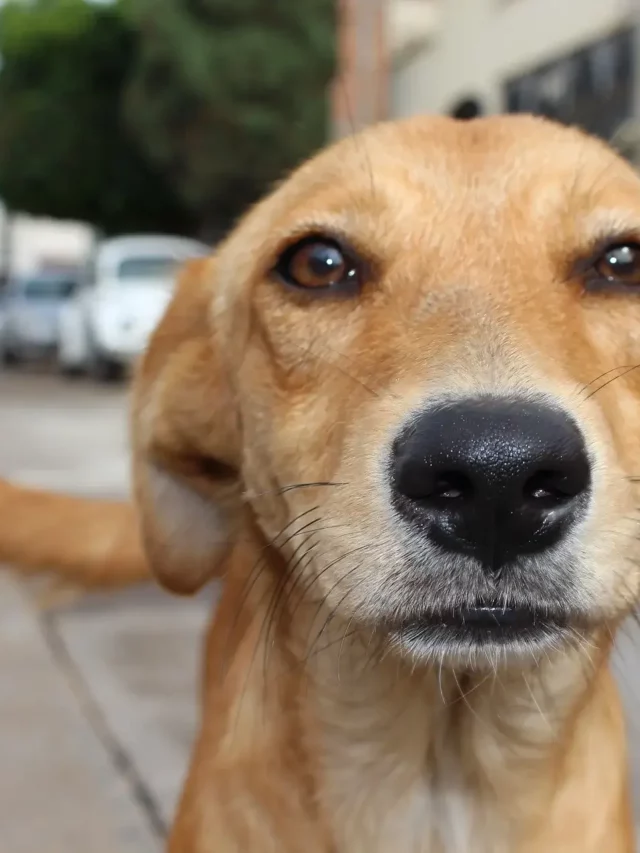 Apartamento e seu PET como fica?